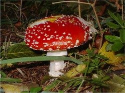 Ещё о грибах...