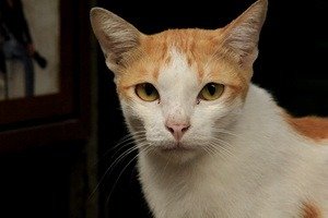 Бангкок. Тайланд