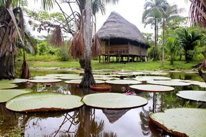 Джунгли Амазонки. Перу. Февраль 2016