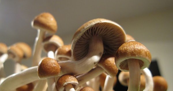 Депрессия & Грибы. Микродозирование.