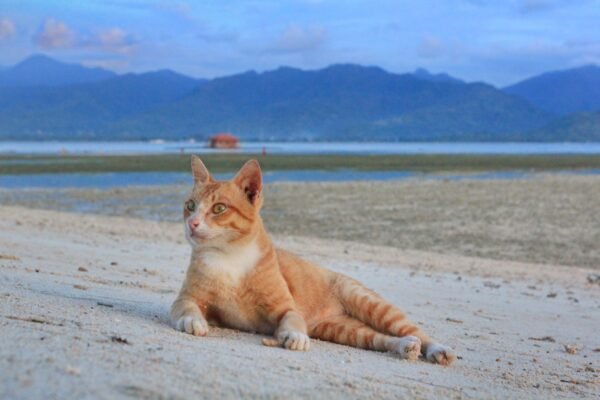 Как я понимаю понятие "духовность"?