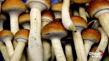 О пользе грибов, мистических свойствах, разумности, кордицепсе