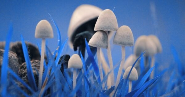 Психоделики и наркотики