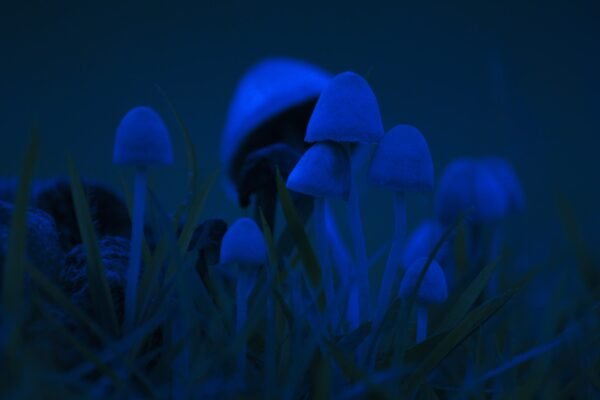 Магические Грибы и честность