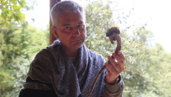 Как лечат Магические Грибы?