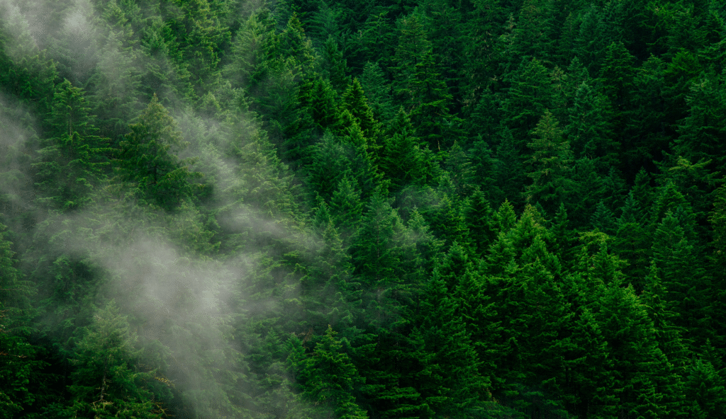 Магазин аудиопрограмм